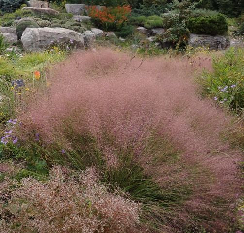 Undaunted Ruby Muhly Grass