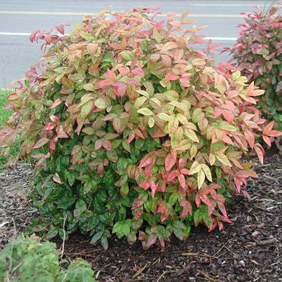 Nandina 'Firepower'