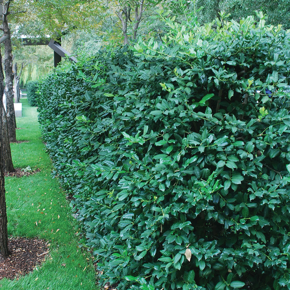 Nellie Stevens Holly