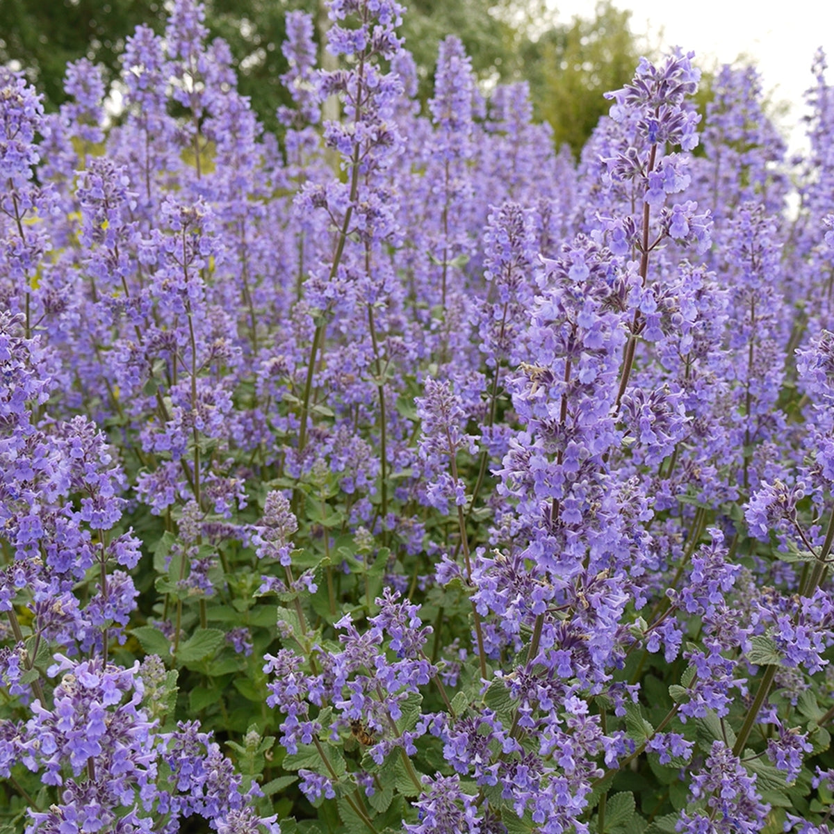 Nepeta Summer Magic Catmint
