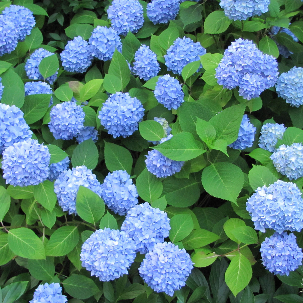 Nikko Blue Hydrangea