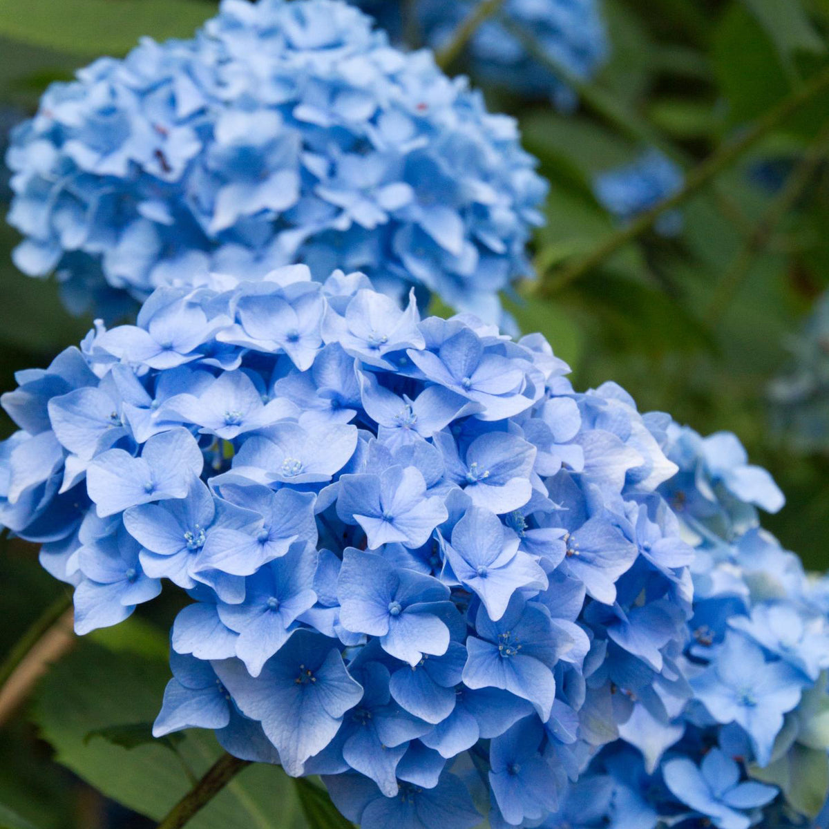 Nikko Blue Hydrangea
