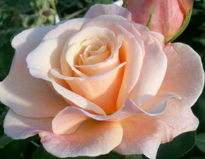 Oh Happy Day Eleganza® Rose