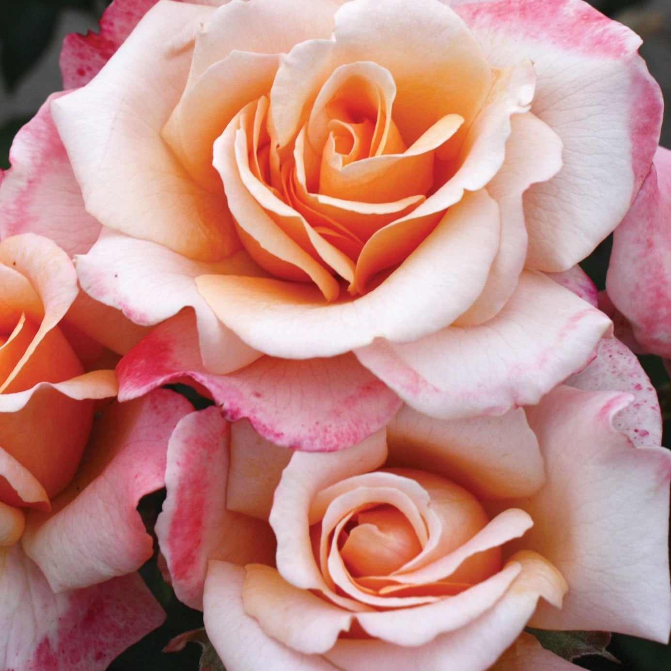 Oh Happy Day Eleganza Rose