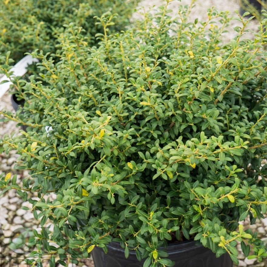 Soft Touch Compact Holly