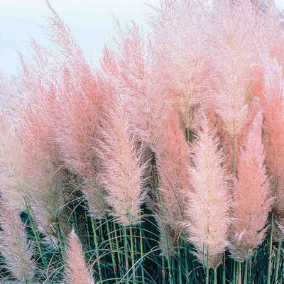 Pink Pampas Grass | Cortaderia selloana 'Rosea'