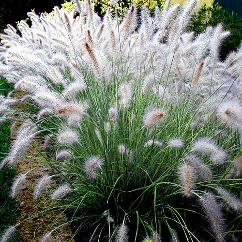Dwarf Fountain Grass &#39;Hameln&#39;