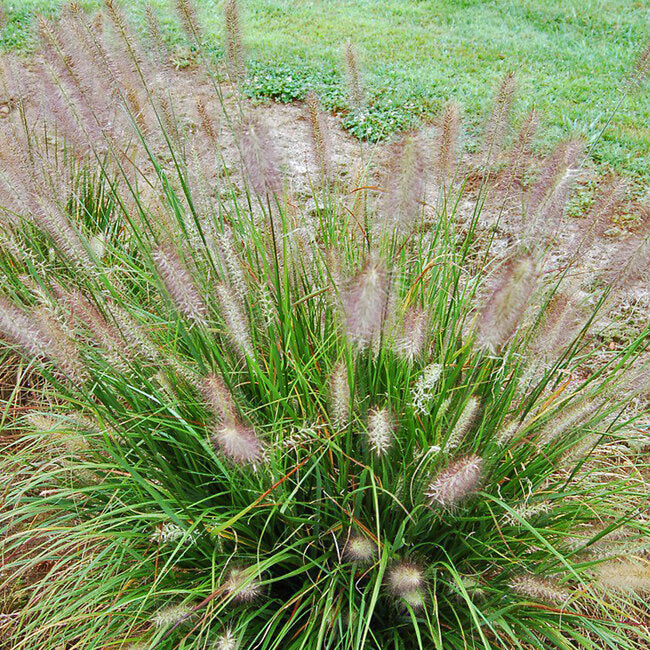 Hush Puppy Fountain Grass