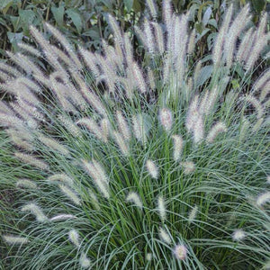 Dwarf Fountain Grass 'Piglet'