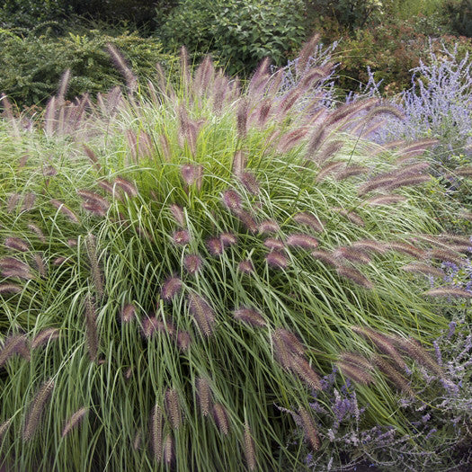 Red Head Fountain Grass