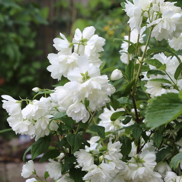 ‘Snowbelle’ Mock Orange