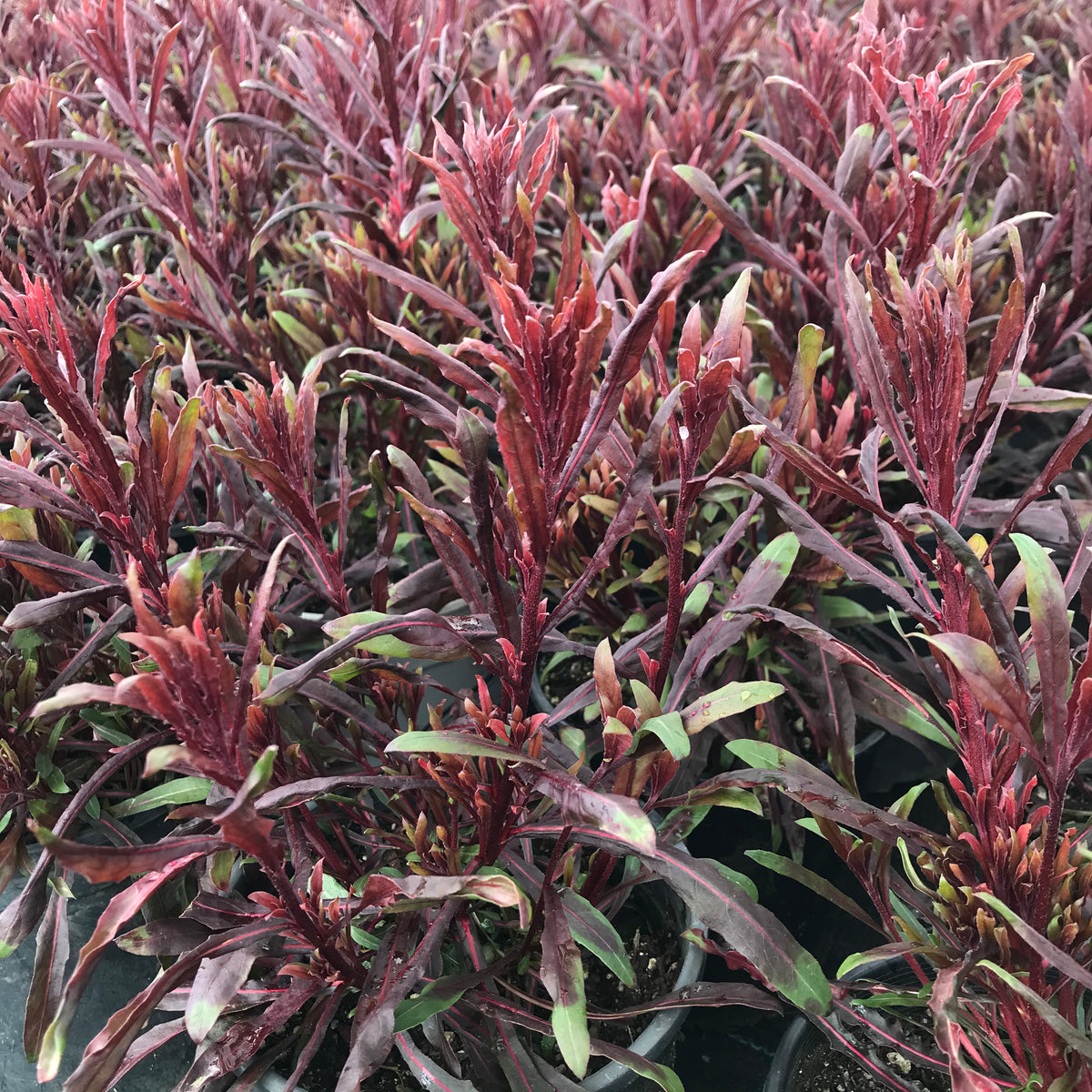 Gaura Belleza™ Dark Pink