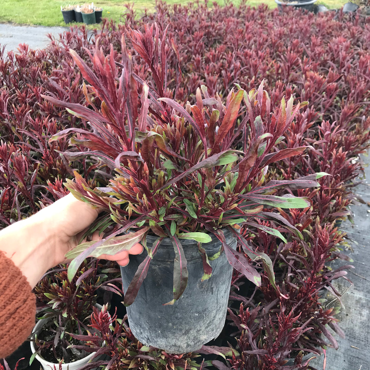 Gaura Belleza™ Dark Pink