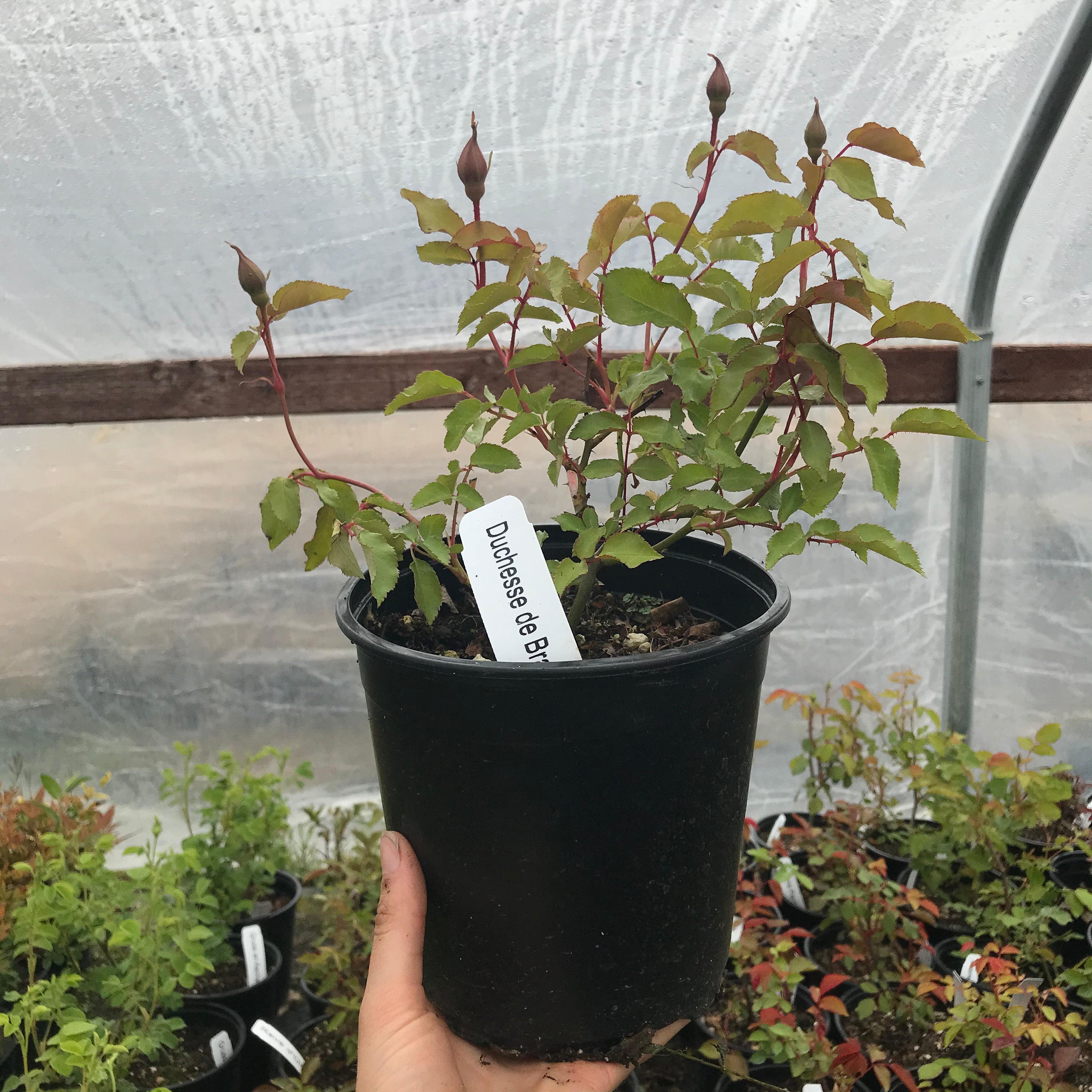 'Duchesse de Brabant' Tea Rose