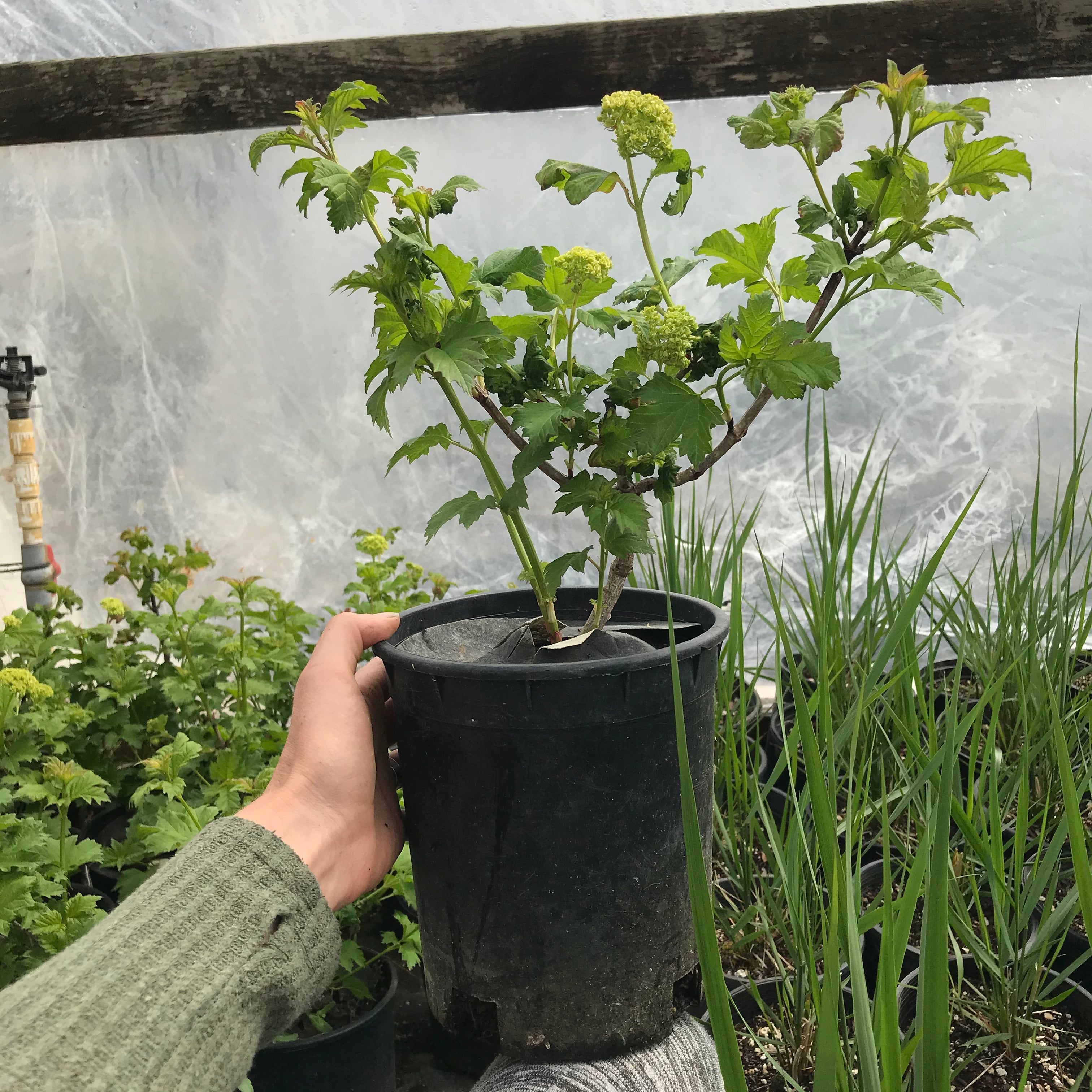 can you plant a snowball bush in a pot Snowball Bush Viburnum for Sale Online
