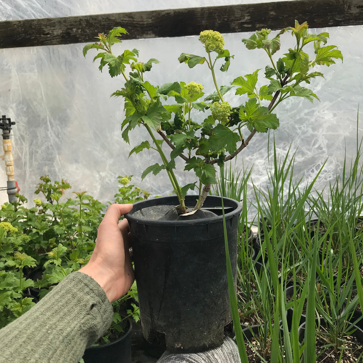 Snowball Bush Viburnum