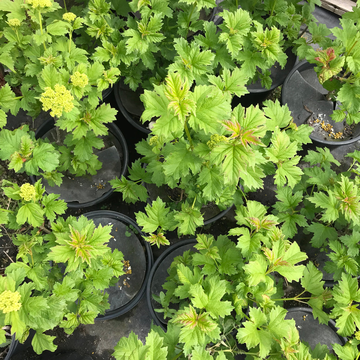 Snowball Bush Viburnum