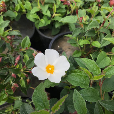 White Rock Rose