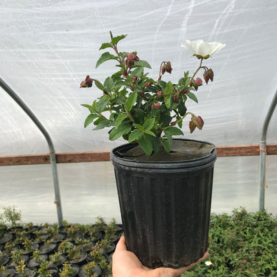 White Rock Rose