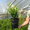 Portugal Laurel