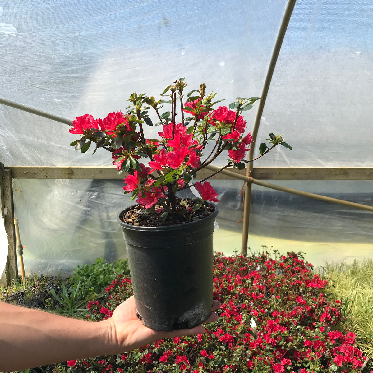 Azalea &#39;Hino Crimson&#39;