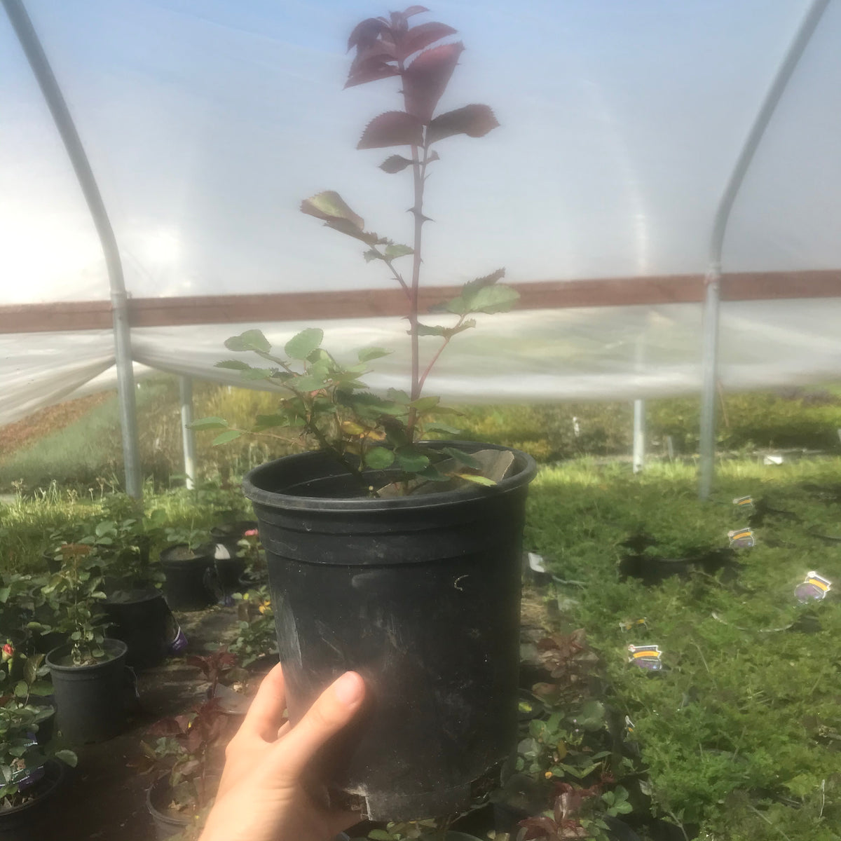 Distant Drums&#39; Rose