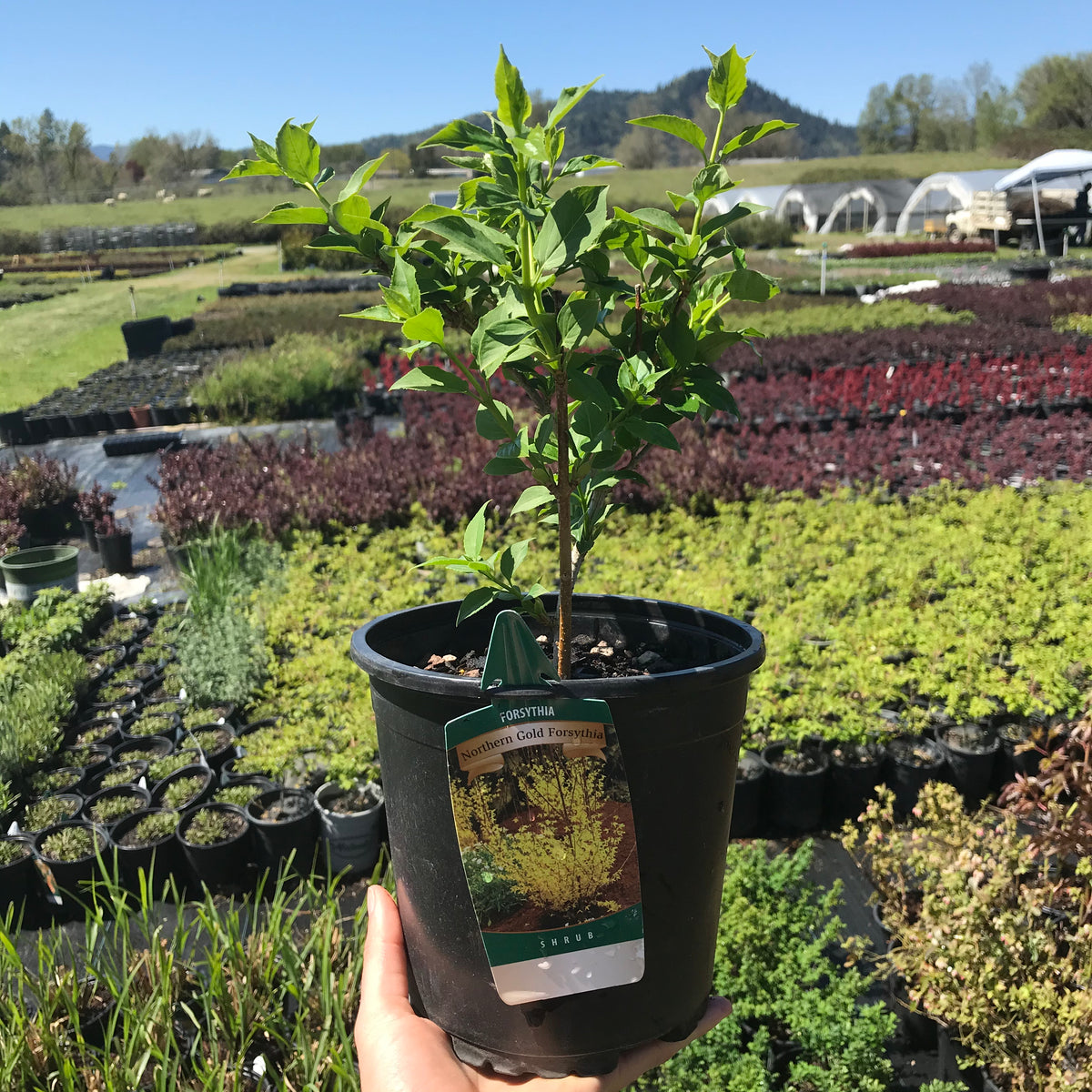 Northern Gold Forsythia