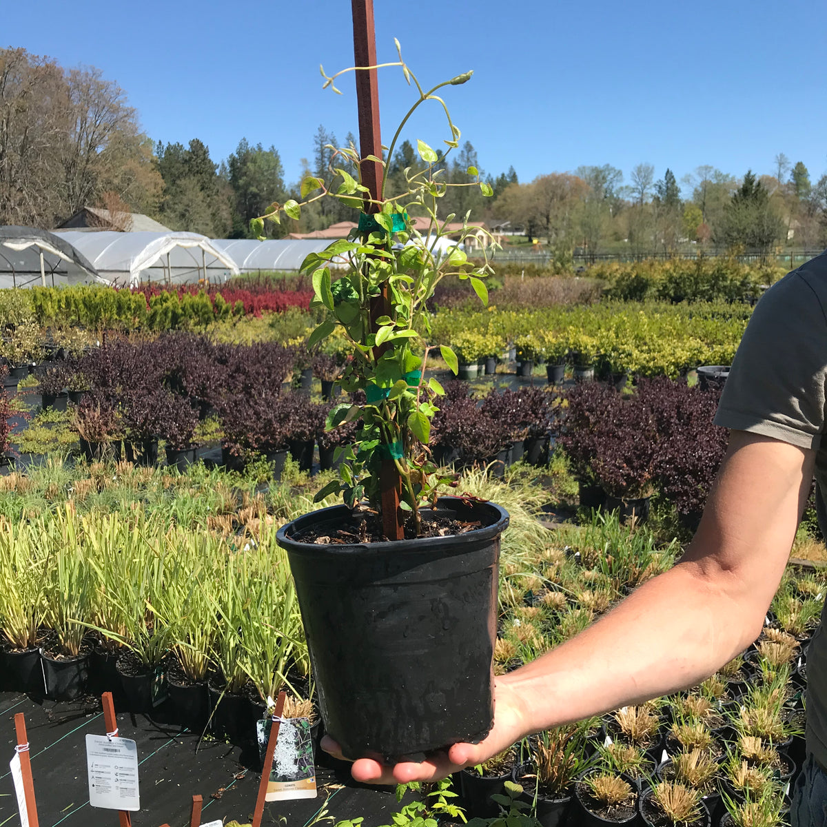 Clematis &#39;Sweet Autumn&#39;