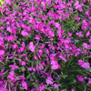 Drummond's Pink Creeping Phlox