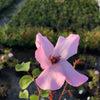 'Dainty Bess' Hybrid Tea Rose