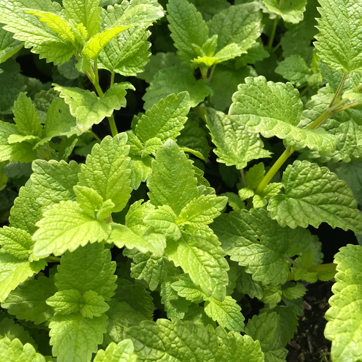 Lemon Balm