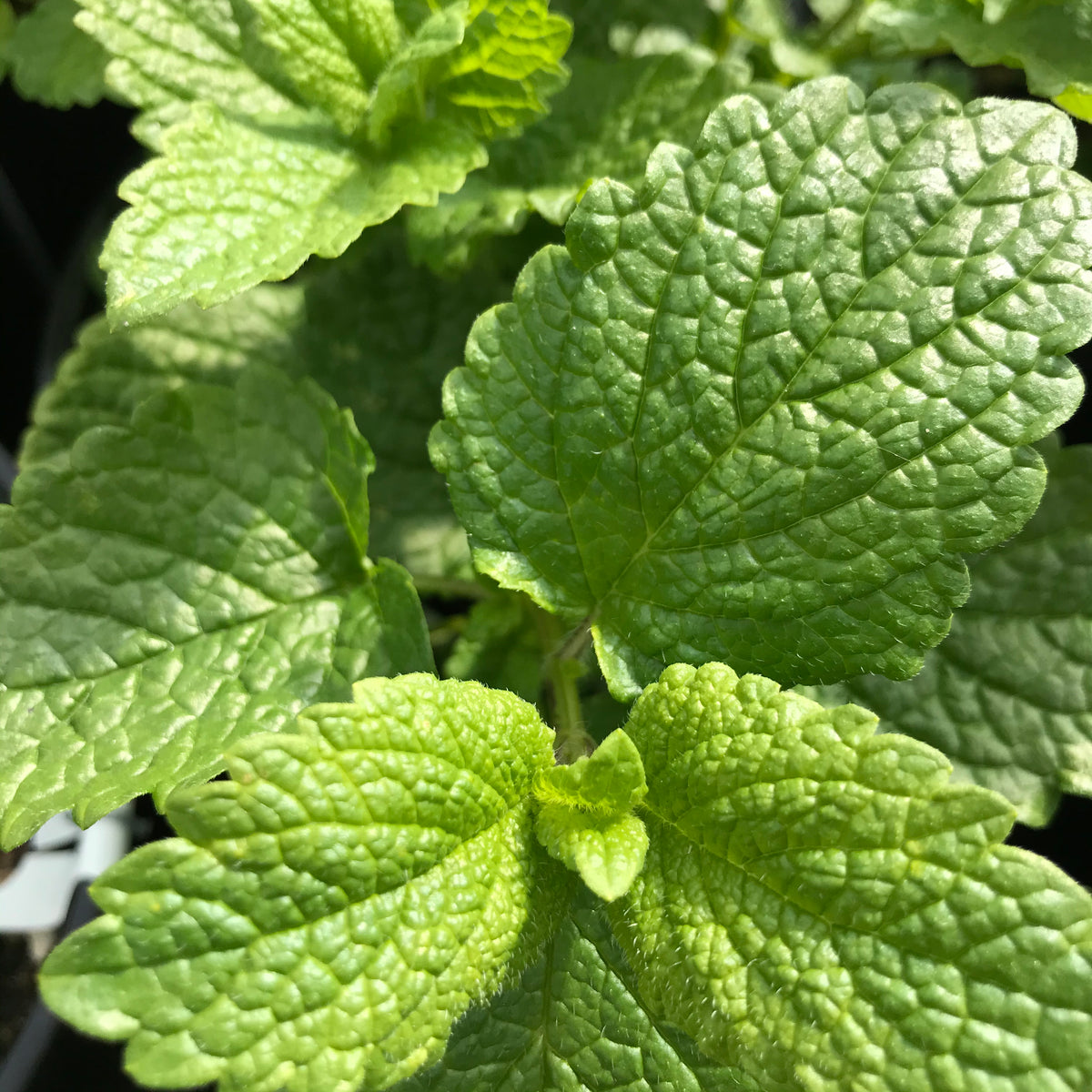 Lemon Balm