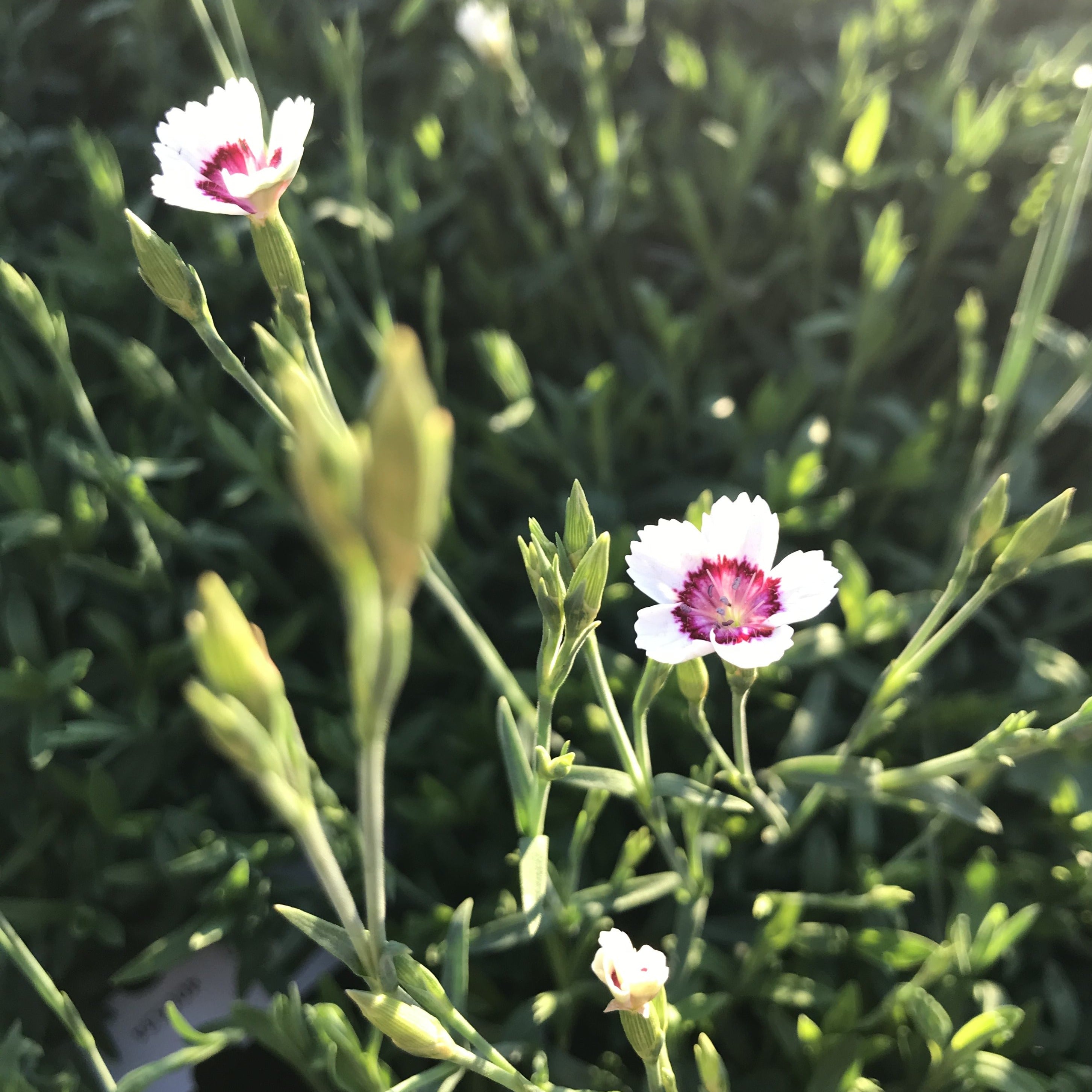Dianthus 'Arctic Fire'