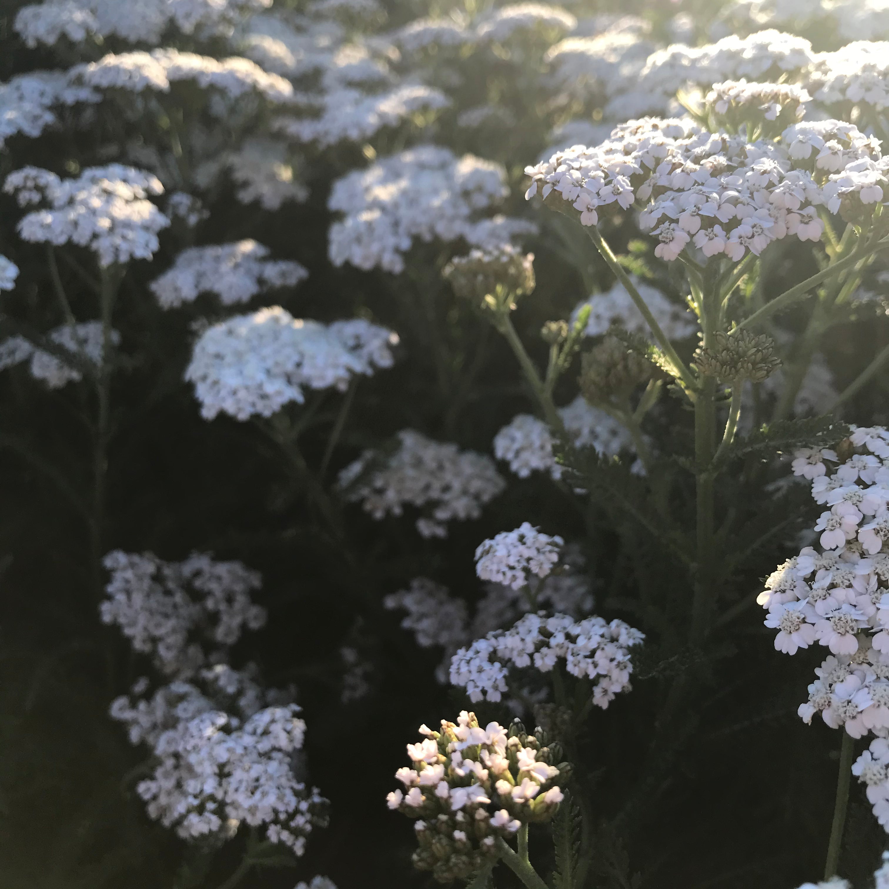 New Vintage™ White Yarrow