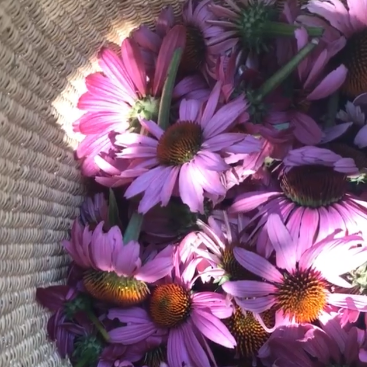 Purple Echinacea