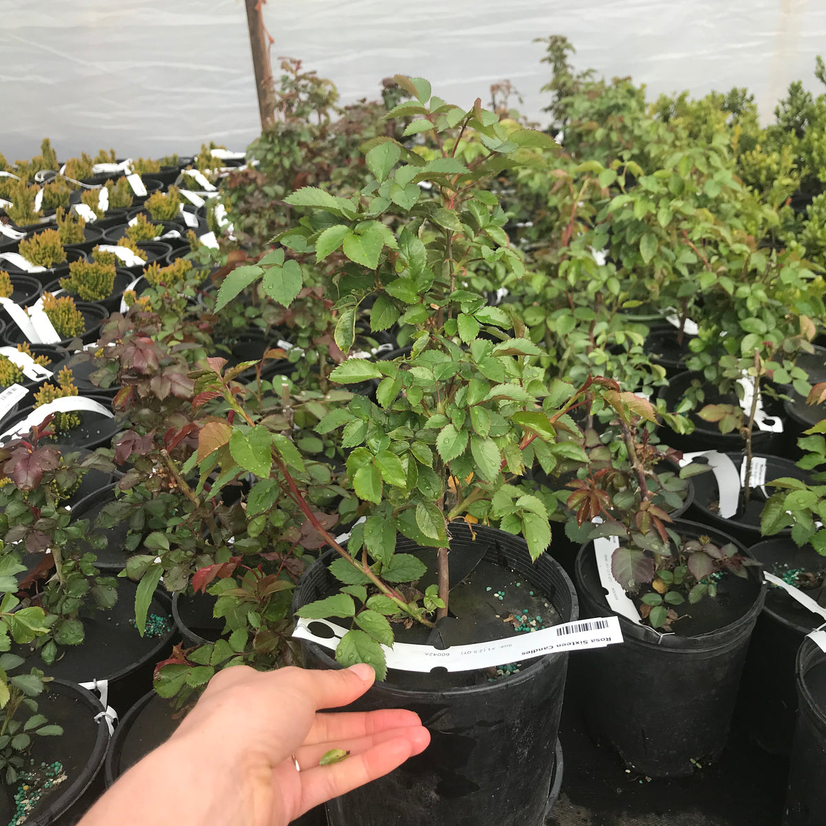 Sixteen Candles Rose (own root)