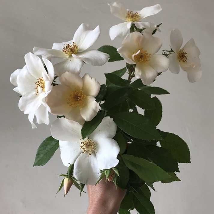 Sally Holmes Climbing Rose