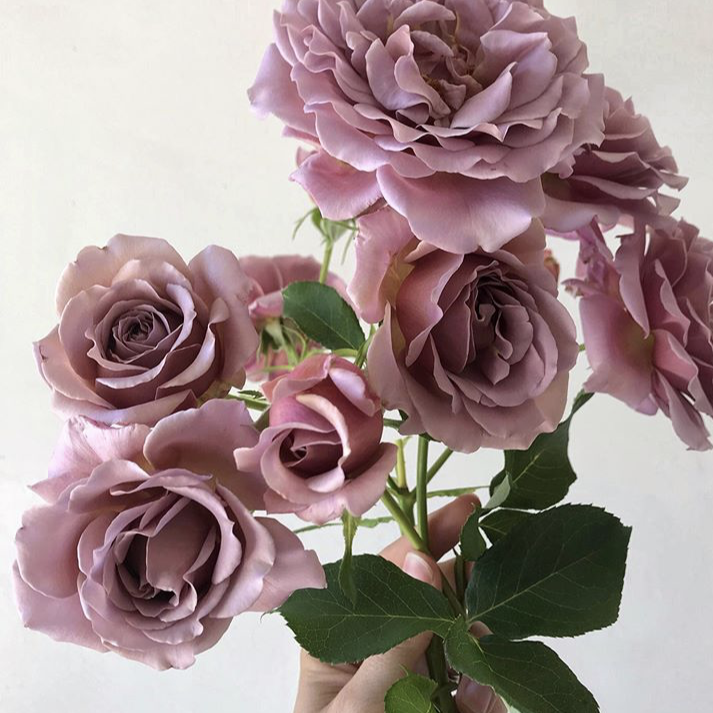 Koko Loko™ Rose (Bare Root)