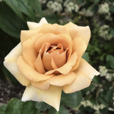 'Butterscotch' Rose
