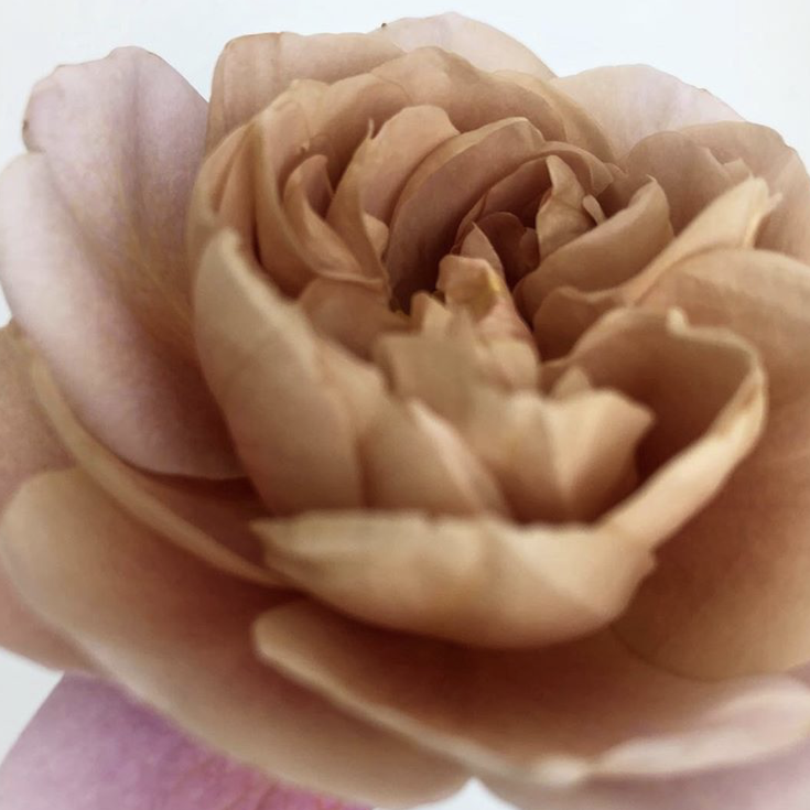 Distant Drums&#39; Rose