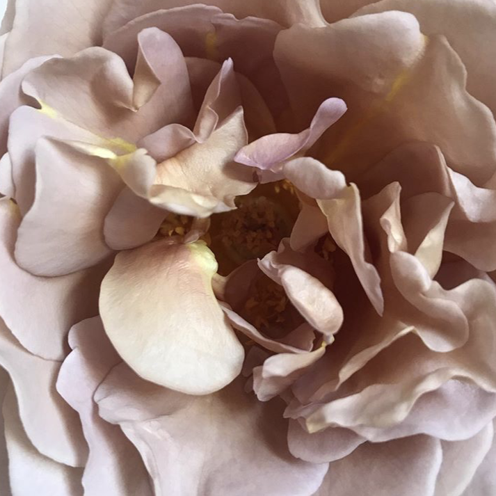 Koko Loko™ Rose (Bare Root)