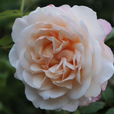 'Gruss an Aachen' Rose