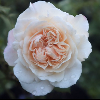 &#39;Gruss an Aachen&#39; Rose