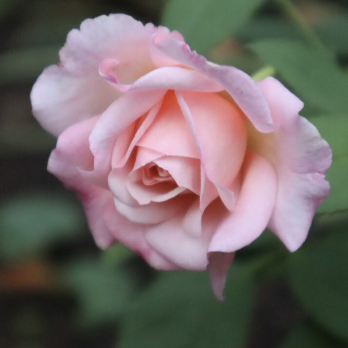 'Gruss an Aachen' Rose