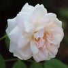 'Madame Alfred Carriere' Climbing Rose