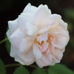 'Madame Alfred Carriere' Climbing Rose
