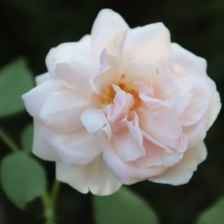'Madame Alfred Carriere' Climbing Rose