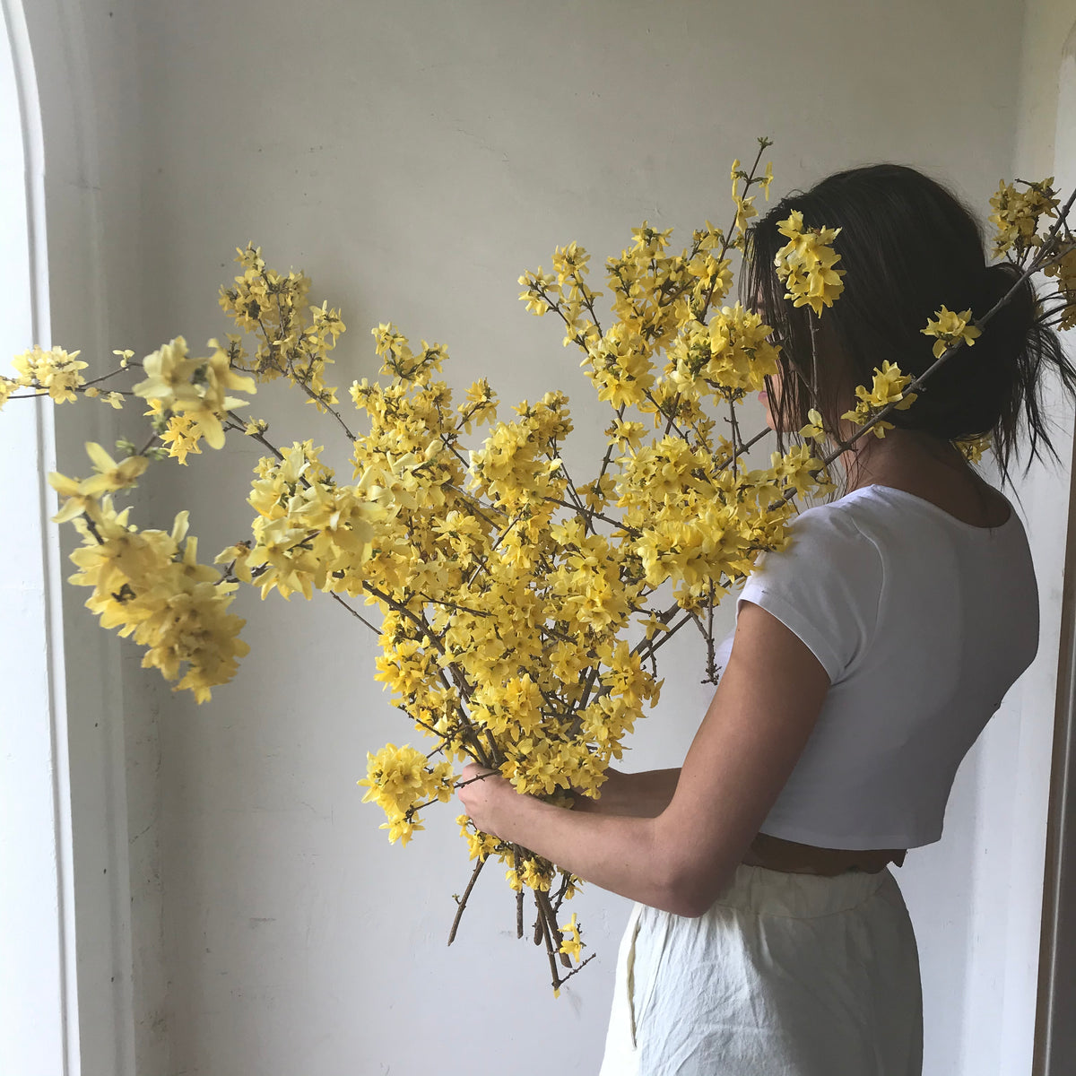 Northern Gold Forsythia