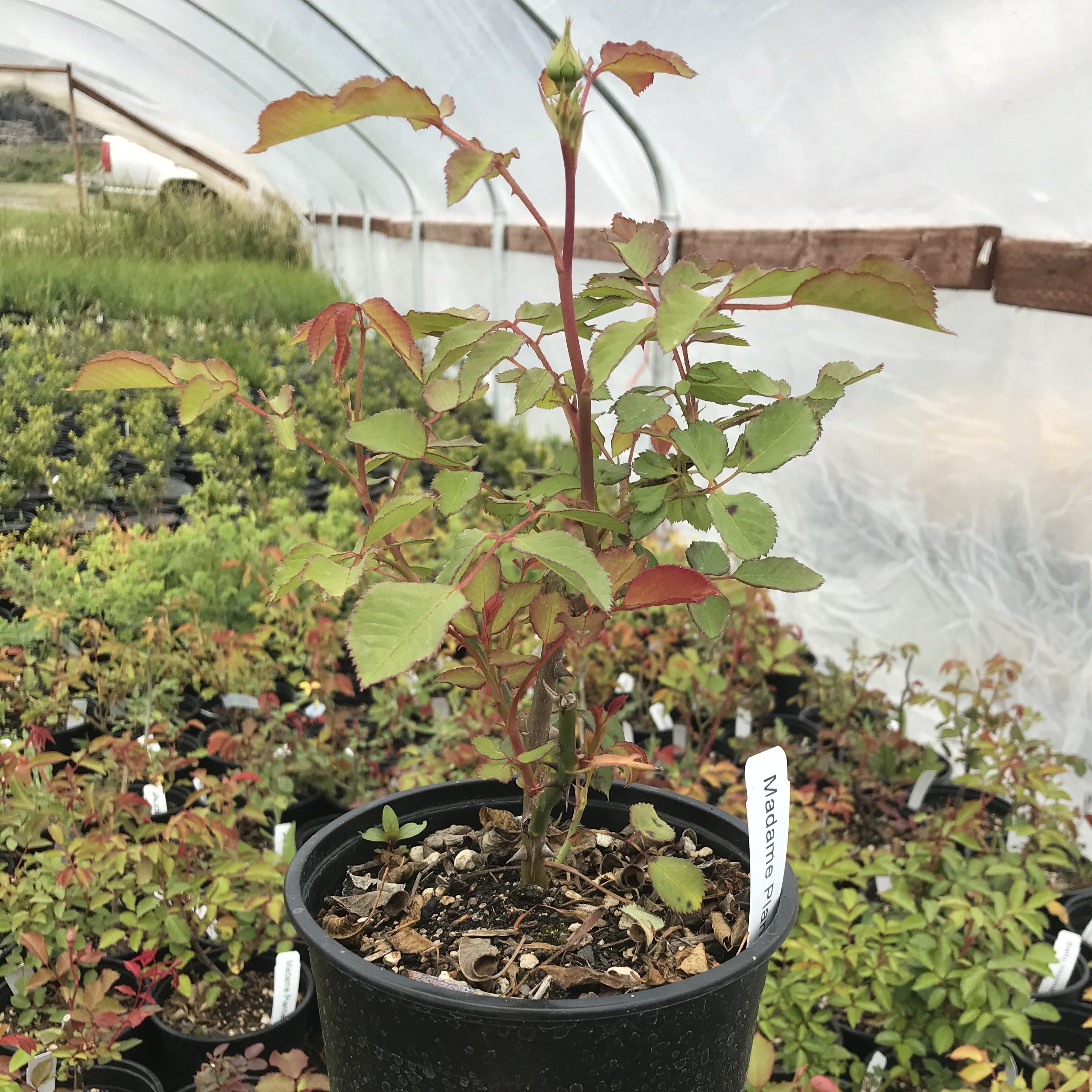 'Madame Plantier' Rose