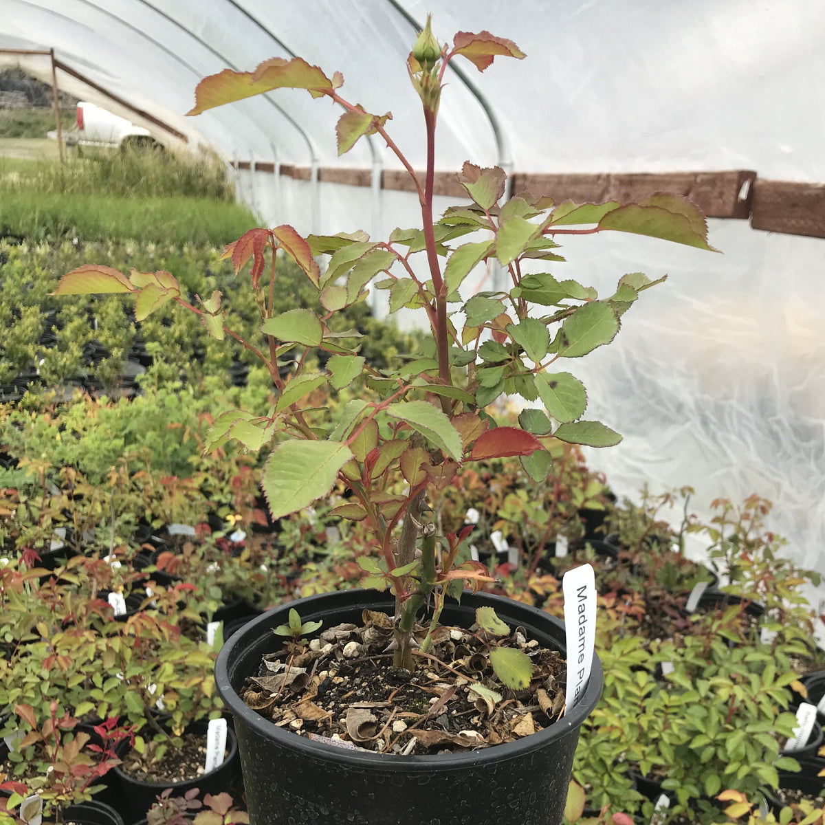 &#39;Madame Plantier&#39; Rose